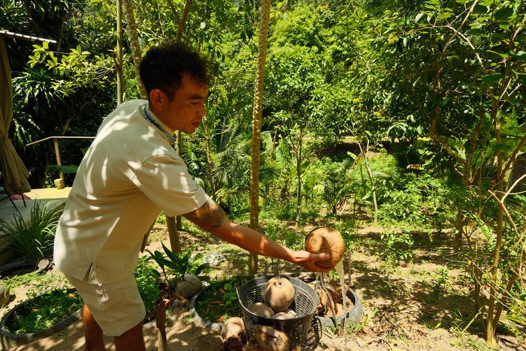 Opening coconuts at the farm