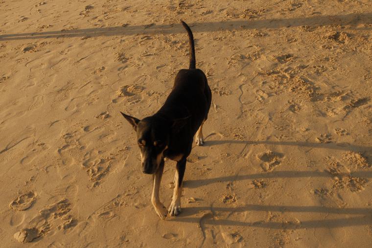 6:42 in the morning, and the beach belonged to the dogs