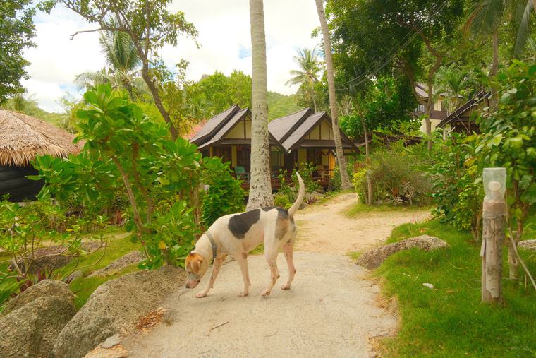 Through the village