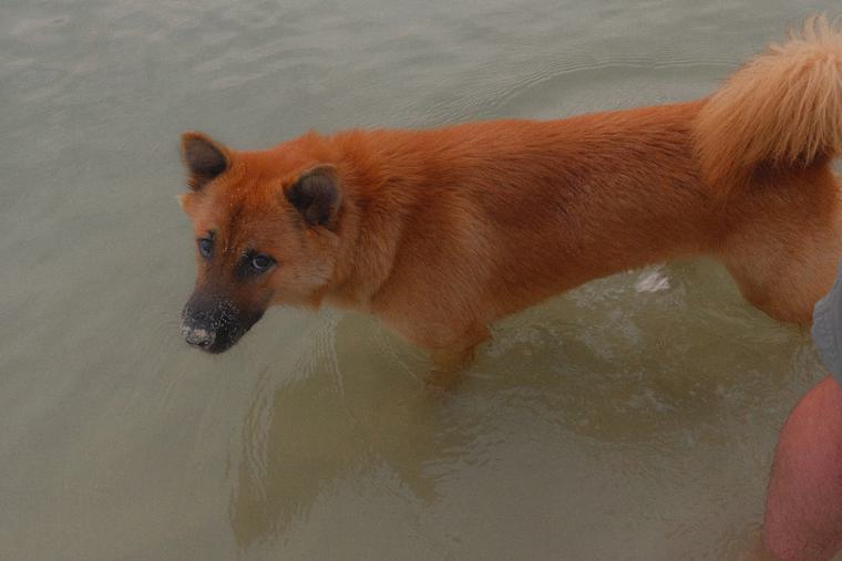 A dog in the shallows at quarter past six