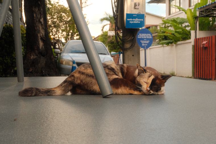 Chiang Mai is a city of cats