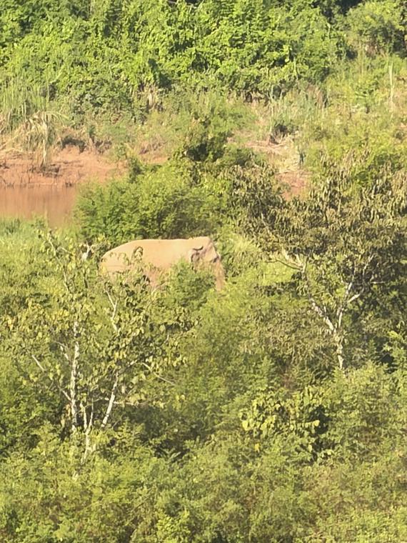 An elephant in the brush across the water